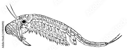 Fairy Shrimp, vintage illustration.