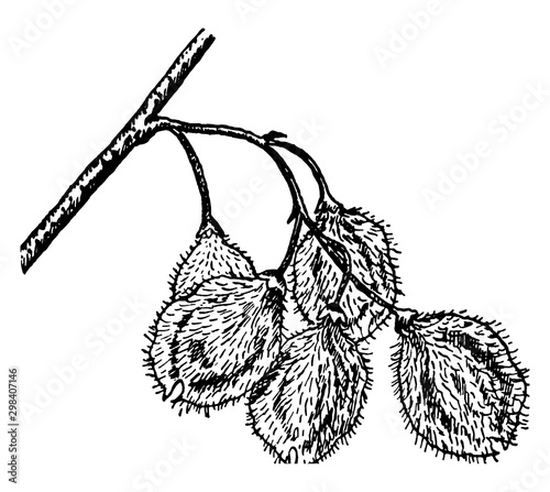 Cork Elm Fruit vintage illustration.