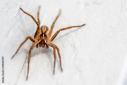a macro shot of a brown spider sitting on a white wall