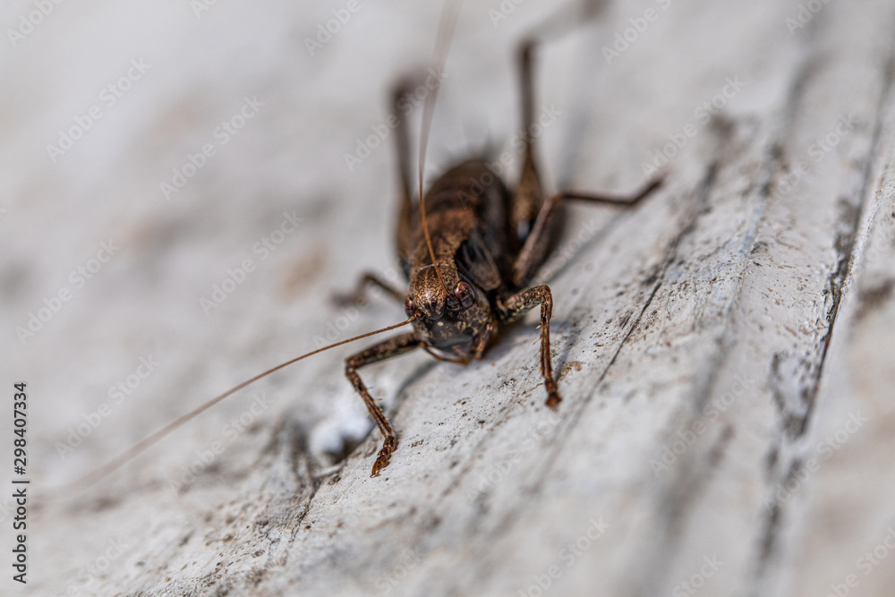 a macro shot of a brown grasshopper sitting on a white wall a macro shot of a brown grasshopper sitting on a white wall