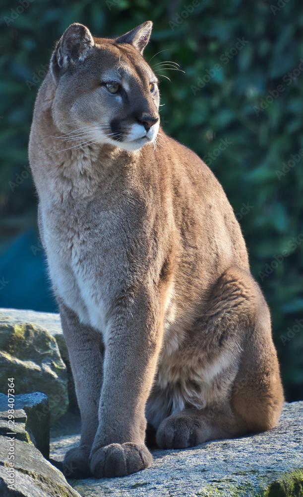 Fototapeta premium 2019-03-01 COUGAR SITTING ON A ROCK LOOKING OUT