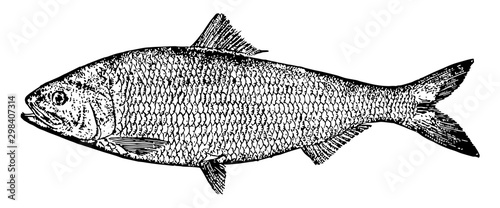 American Shad, vintage illustration.