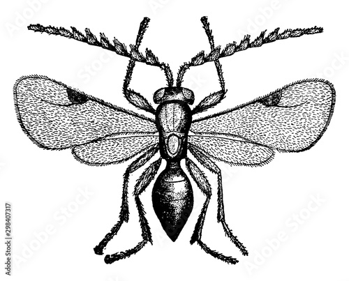 Wheat Louse, vintage illustration.