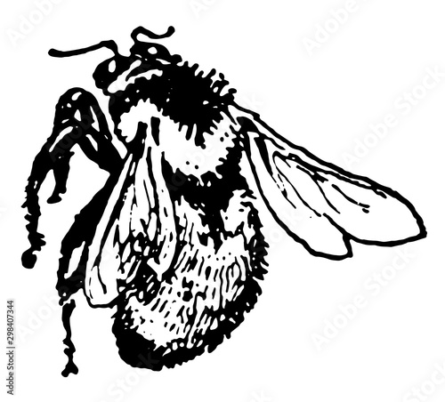 B Ternarius, vintage illustration.