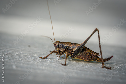 a macro shot of a brown grasshopper sitting on a white wall