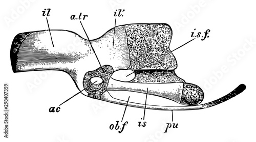 Rock Pigeon Innominate, vintage illustration