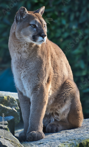 2019-03-01 COUGAR SITTING ON A ROCK LOOKING OUT