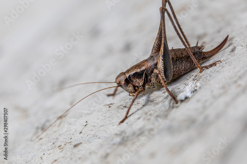 a macro shot of a brown grasshopper sitting on a white wall
