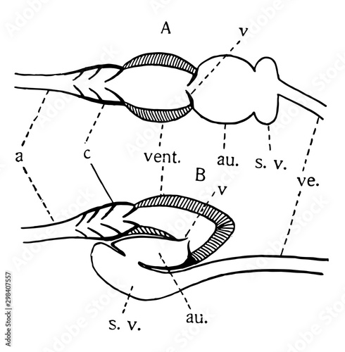 Vertebrate Heart, vintage illustration photo