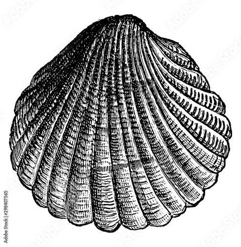 Cockle, vintage illustration.