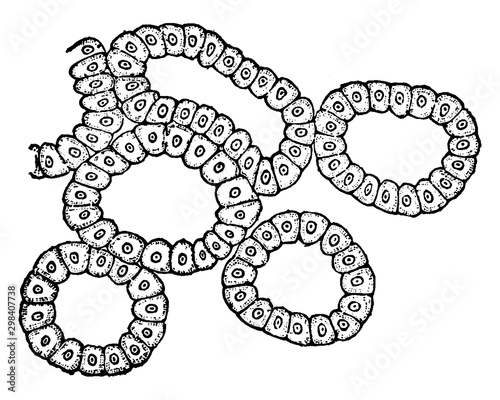 Alveoli of Lacrimal Gland, vintage illustration.