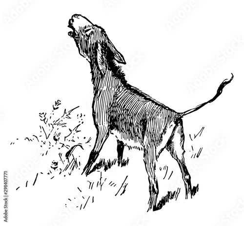 A donkey hee-hawing, vintage illustration