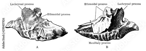 Inferior Turbinated Bone, vintage illustration.