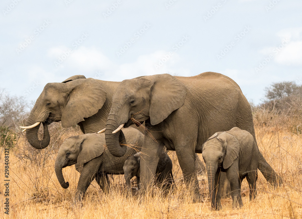 Fototapeta premium elephants in south africa