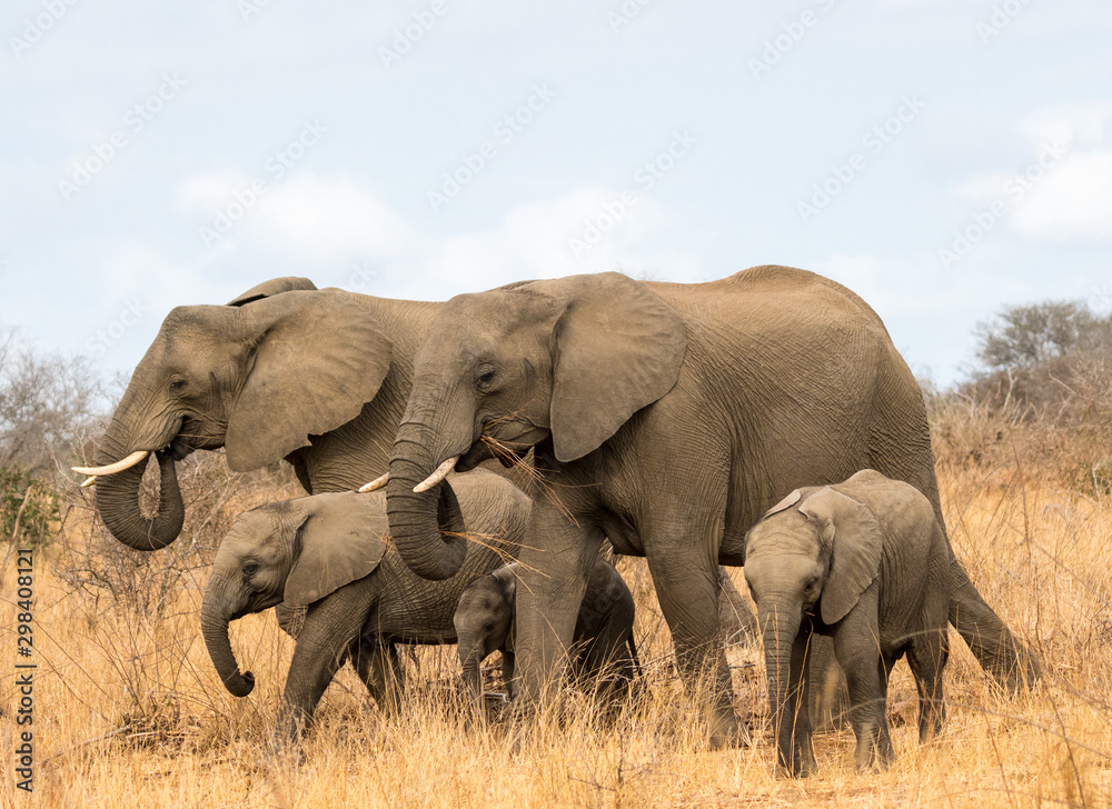 elephants in south africa