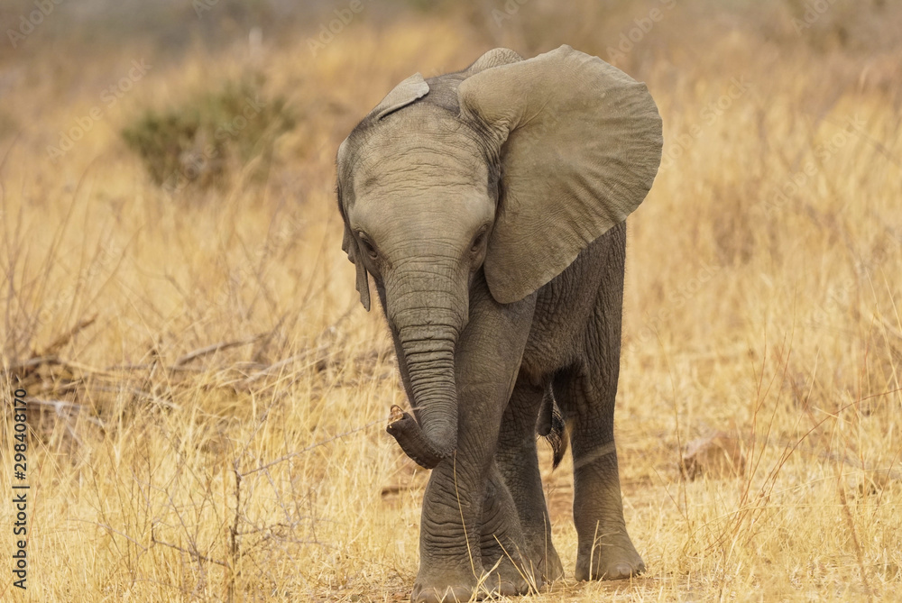 Fototapeta premium cute baby elephant isolated
