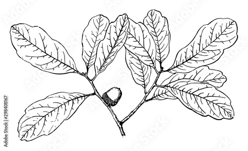 Branch of Chapman Oak vintage illustration.