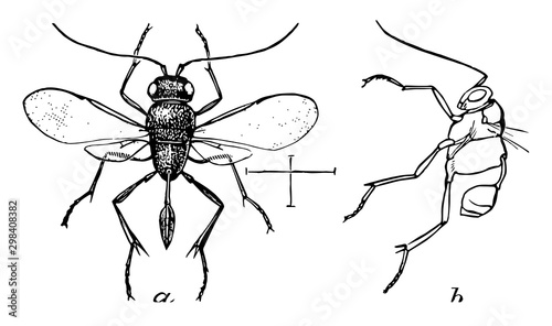 Dorsal View of Ensign Wasp, vintage illustration. photo