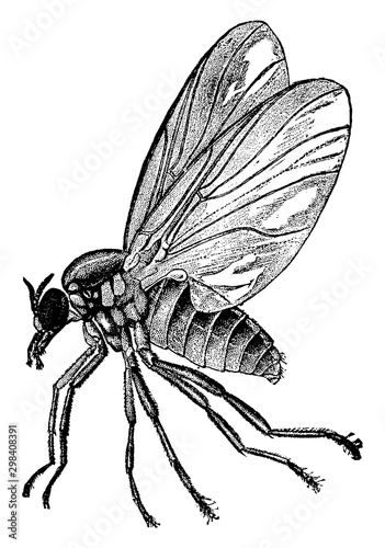 Buffalo Gnat, vintage illustration.