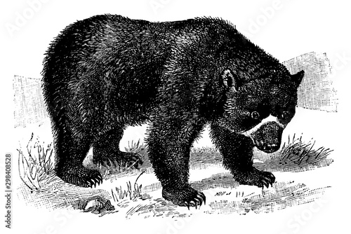 Spectacled Bear, vintage illustration. photo