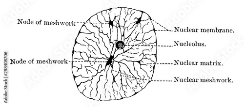 Nucleus at Rest, vintage illustration