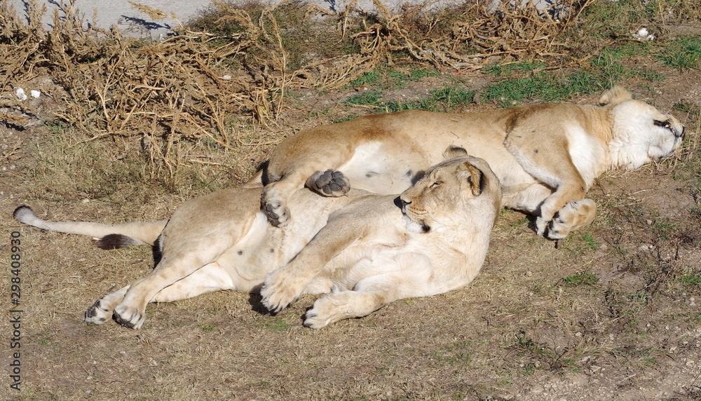 Fototapeta premium two lionesses sleep in the park
