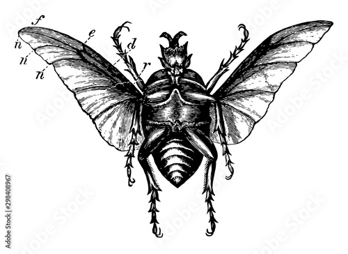 Large Beetle, vintage illustration.