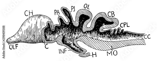Vertebrate Brain, vintage illustration