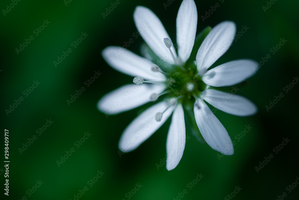 Fototapeta premium beautiful white flower on blurred natural background