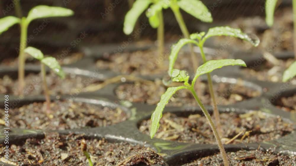 young plants are growing in soil on seedling pot plate, watering by spraying to the small tamomo plants, close up with details on water dew, safety food, nature, environment and ecology concept. young plants are growing in soil on seedling pot plate, watering by spraying to the small tamomo plants, close up with details on water dew, safety food, nature, environment and ecology concept.