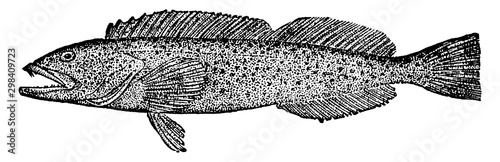 Cultus Cod, vintage illustration.
