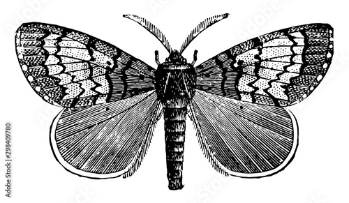 Male Gipsy Moth, vintage illustration.