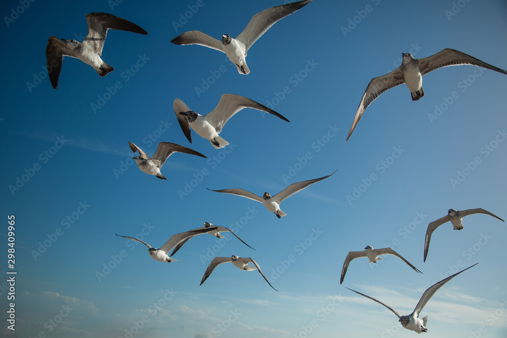 Fototapeta premium Seagulls 02
