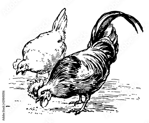 Chickens Eating, vintage illustration.