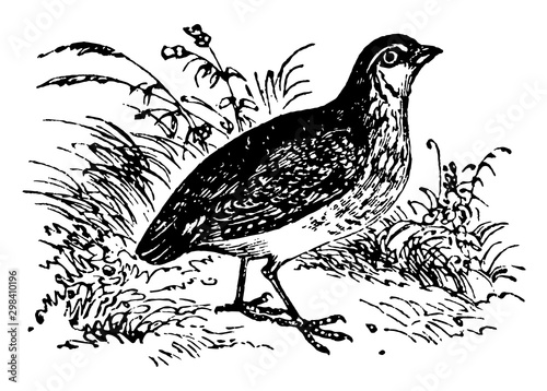 Common Quail, vintage illustration.