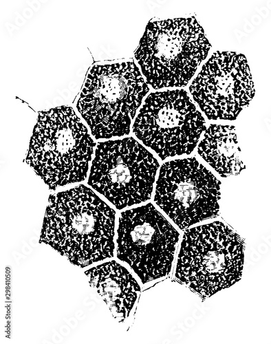 Pigment Epithelium of Retina, vintage illustration.