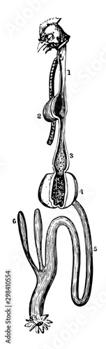 The Alimentary Canal of a Fowl, vintage illustration.