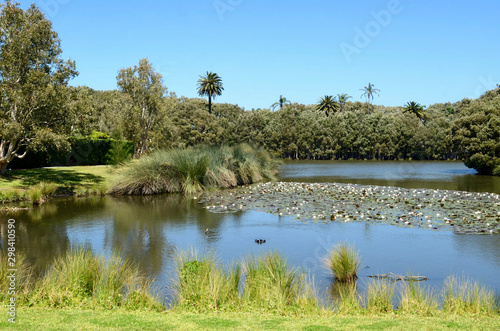 A view at Centennial Park in Sydney  Australia. 