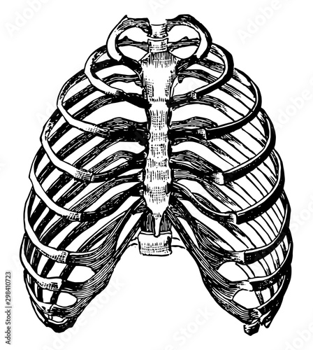 Bony Walls of the Thorax, vintage illustration.