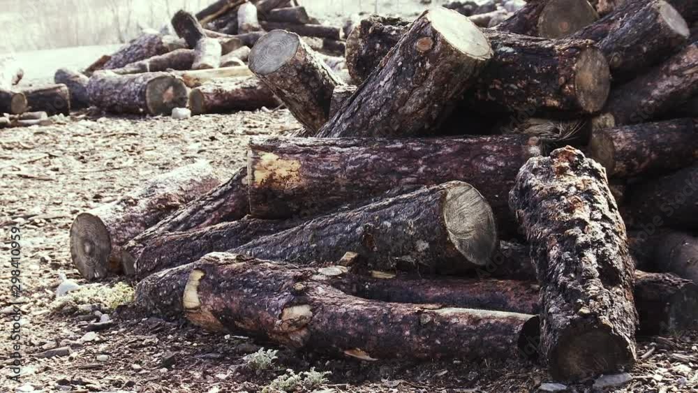 Stack Of Firewood In the Forest. Stack Of Firewood In the Forest.