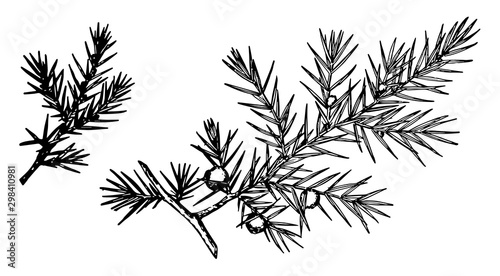 Branch of Common Juniper vintage illustration.