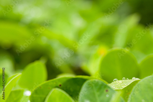 Green leaf of peanut on blurred greenery background with dew drops. Closeup, Copy space for text.