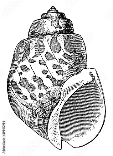 Ivory Shell, vintage illustration.