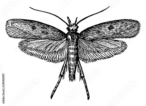 Cloth Moth, vintage illustration.