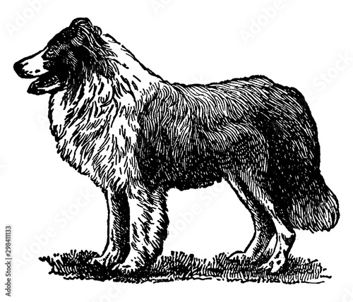 Collie, vintage illustration.