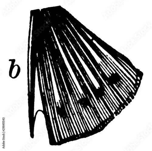 One Spine on the Ventral Fin of a Bony Fish, vintage illustration.
