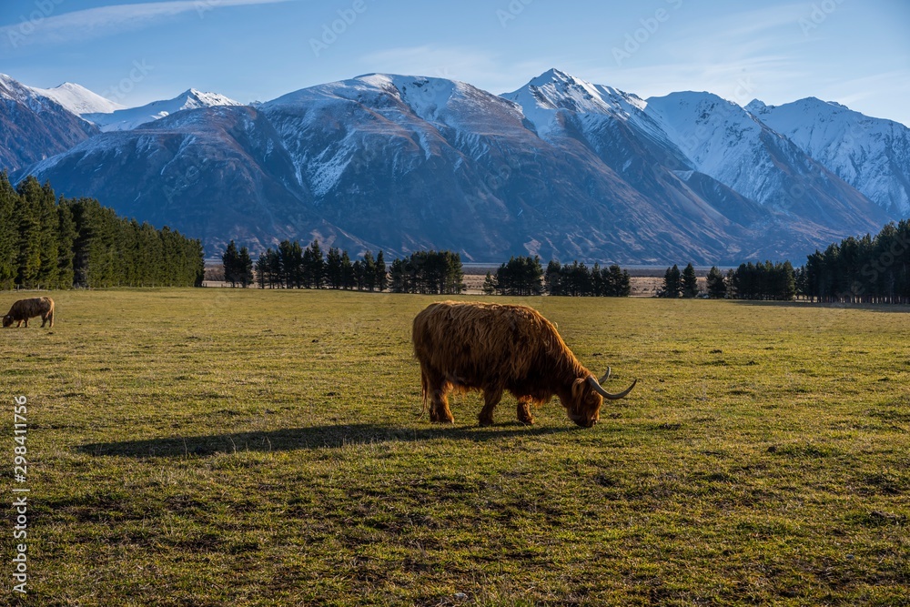 New Zealand Highland Cattle on the farm Stock Photo | Adobe Stock