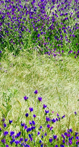 Close up of flowering blue echium on a meadow photo