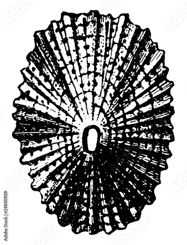 Shell of Keyhole Limpet, vintage illustration. photo