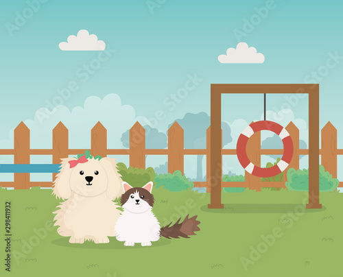 dog and cat park game pet care